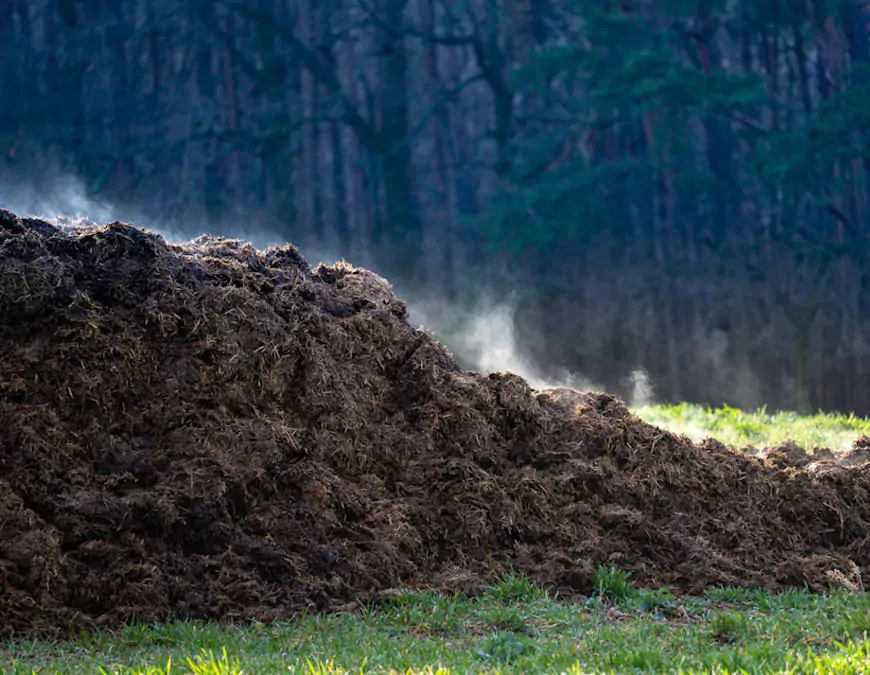 Animal Waste